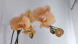 Золотая орхидея🧡Африканский закат🧡Карина💖 Golden Orchid🧡African sunset🧡Karina