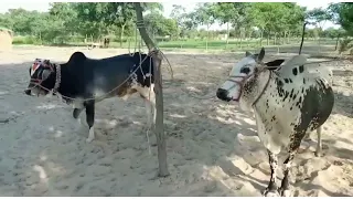 Cow Mating With Big Bull/Male ox And Female Cow Meeting/बड़े बैल/ नर बैल और मादा गाय के साथ गाय का