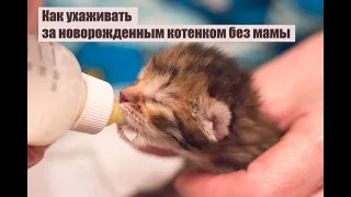 Как ухаживать за новорожденным котенком