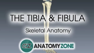 Tibia and Fibula: Skeletal Anatomy