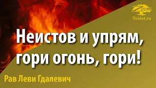 Неистов и упрям, гори огонь, гори! Рав Леви Гдалевич