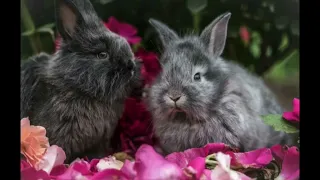Cute bunnies 🤗🥰