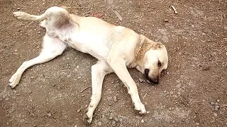 КАПАН АРМЯНСКИЙ ГАМПР(ВОЛКОДАВ) 🐕🦮ARMENIAN GAMPR(WOLFHOUND) OFFICIAL VIDEO