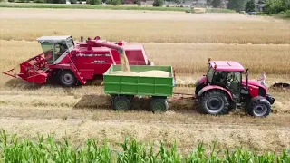 Żniwa 2022!!! Massey ferguson w akcji&Zetor proxima 85, Ursus c-360 3P