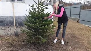 Am împodobit Bradul la Căsuța Părintească🎄