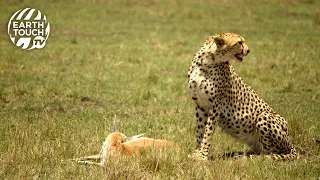 Cheetah mom sets the perfect ambush