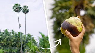 This Tree Takes 30 YEARS To Grow Fruit! | Living Food