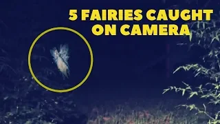 Copy of 5 Real Fairies Caught On Camera Alive