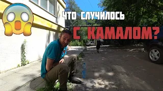 ЧТО С КАМАЛОМ?