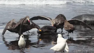 Giant Petrel Pins Down and Pecks King Penguin as Others Join Eating It Alive