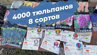 Итоги лета | Посадка тюльпанов для своего магазина