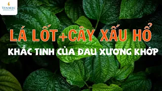 Chữa đau xương khớp bằng lá lốt & cây xấu hổ: Tác dụng gấp bội