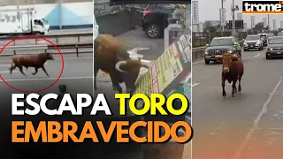 TORO BRAVO escapa en plena Panamericana Sur y embiste autos, peatones y negocios