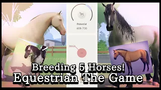 [Equestrian The Game] Breeding Is Released! Breeding 5 Horses! Cute Cross Breeds & Foal Reveal [ETG]