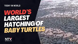 World’s largest hatching of baby turtles