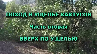 Поход в ущелье кактусов Часть 2 #Чили #походвгоры #горныйтуризм #путешествия #приключения #природа