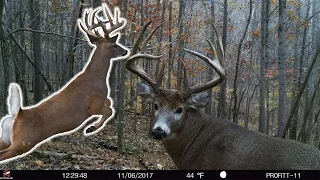 Deer Seeing & Spooking from YOUR Trail Cameras? TRY THIS!