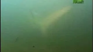 Fooled by Nature - Bull Shark
