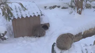 Пять котят манулов Новосибирского зоопарка. 01.02.2023