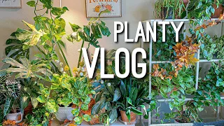 Doing some Houseplant Chores | Chill Planty Vlog, I finally cleaned the white table! 🥰🪴🌶️