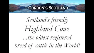 SCOTLAND’S FRIENDLY HIGHLAND COWS...THE OLDEST REGISTERED BREED OF CATTLE IN THE WORLD!