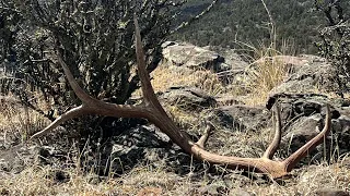 First Sheds of the Year | New Mexico Shed Hunting 2024