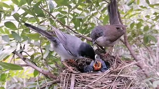 Birds feeding their chicks #nestingbirds