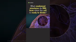 Biology Quiz: What is condensed DNA called? #shorts