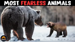 10 Most Fearless Animals in the World