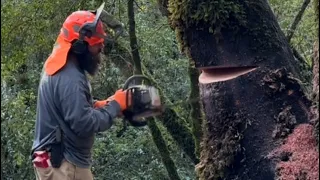 Dropping a leaning tree for firewood in the forest