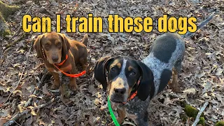 Training a deer recovery and coon dog