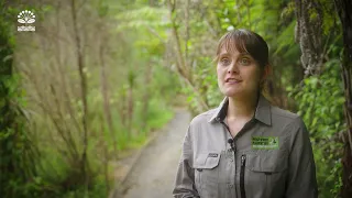 Myrtle rust: what you need to know to stop the spread | Auckland Council