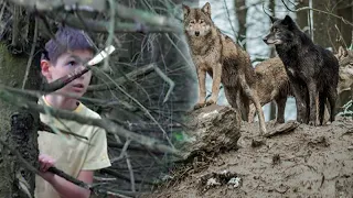 Мальчик освободил волков из клетки и вскоре их пути пересеклись, хищники отплатили добром