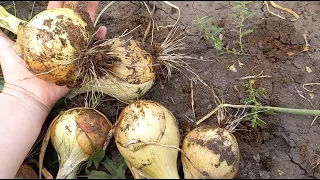 РЕПЧАТЫЙ ЛУК больше не покупаю, выращиваю сама с помощью рассады, МОРЕ УРОЖАЯ ЛЕГКО