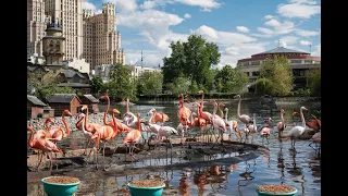 Едем в Москву 2 часть   ( Moscow ZOO ). Посещаем МОСКОВСКИЙ ЗООПАРК.  ZOO