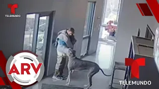 Ladrón intentaba robar en una casa y recibe una dura lección por un perro | Al Rojo Vivo | Telemundo