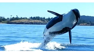 Orcas at Eagle Point San Juan Island WA