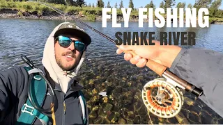 Catching Trout Fly Fishing The Snake River In Wyoming