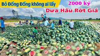 Dưa Hấu rớt giá 2000 ký chất đống như núi, cho không ai lấy