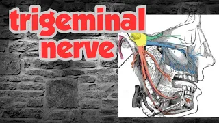 trigeminal nerve | neuroanatomy