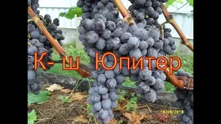 Виноград Беларуси .Лидчина . Сорт винограда к-ш Юпитер.