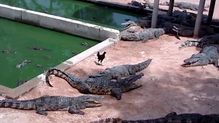 Crocodile ate chicken instant attack. Dinosaur clash jaws closed like a shot
