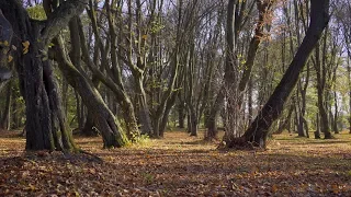 Отпусти - Николай Замковец