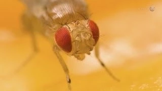 ScienceCasts: Fruit Flies on the International Space Station #NasaScienceCasts