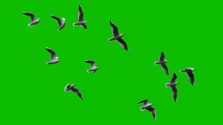 Flock Of Birds Flying Green Screen Overlays Effects full HD video