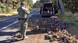 Busted: Ring of Succulent-Smugglers Snatching Native Plants Along California Coast