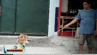BT: Litrato ng lalaking may akay-akay na tigre sa gilid ng kalsada, viral sa internet