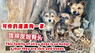 It's so pitiful, a stray dog family living in a dark and damp place, starving to the bones.