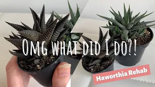 What did I do to my Haworthia? Explanation and revival plant care video
