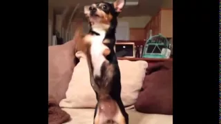 Подборка смешных видео с собаками! / Dogs vines compilation 30 min!